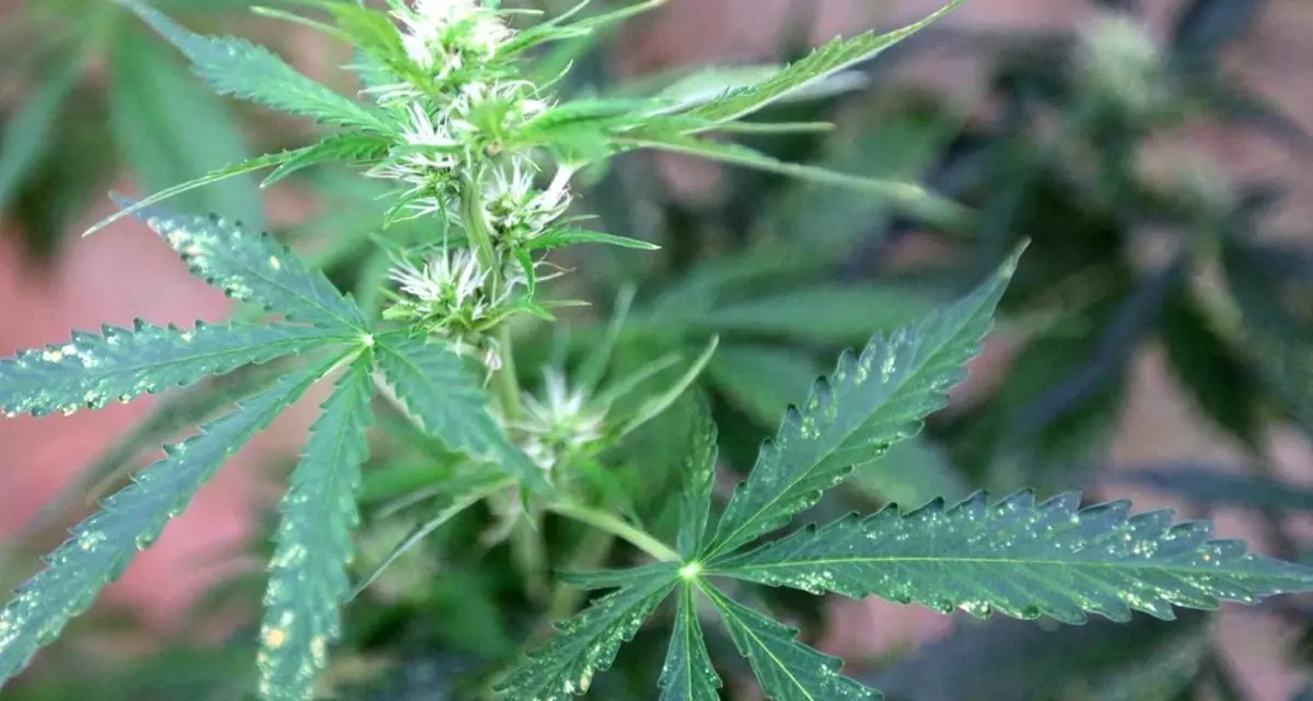 Cannabis terapeutica, Coldiretti si propone per la coltivazione