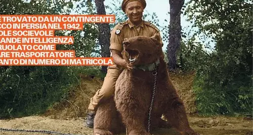 Wojtek l’orso soldato che ha combattuto i nazisti a Cassino