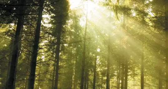 La foresta nasce in banca: 245 alberi entro il 2019