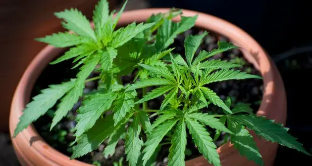 Cannabis, via libera al testo base: si potrà coltivare in casa