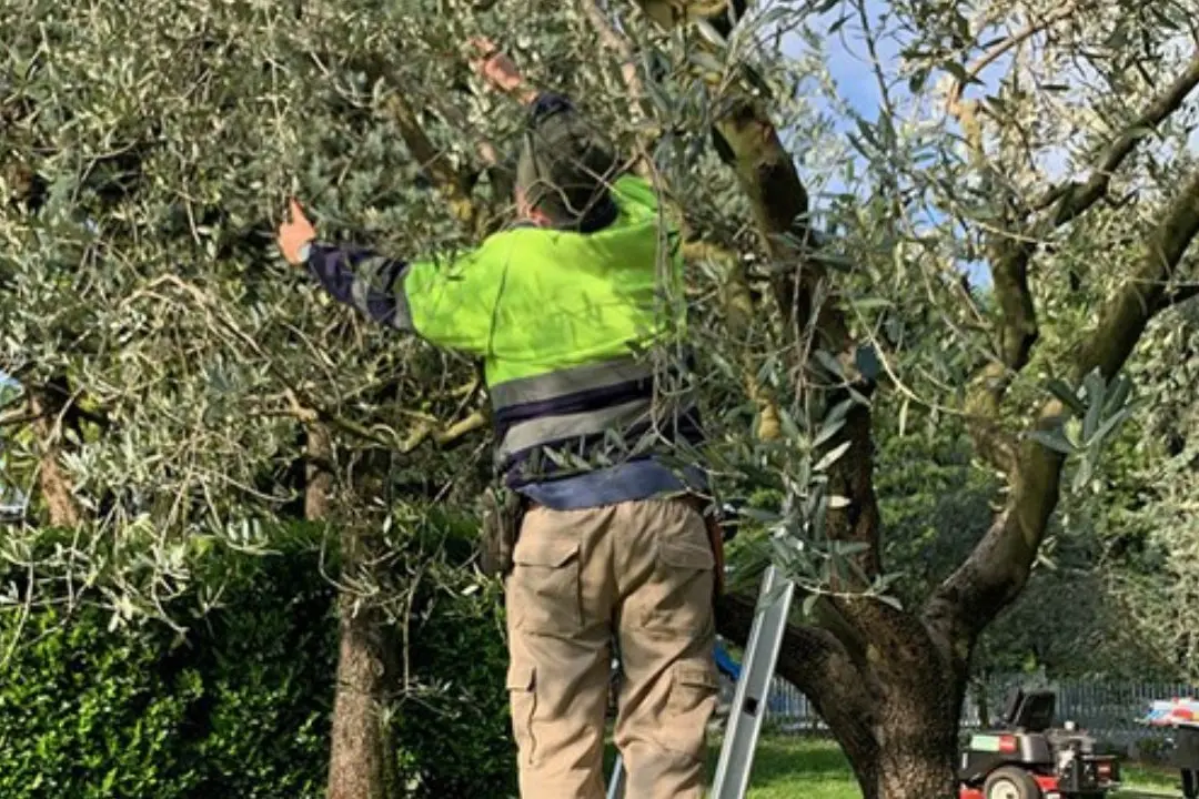 Uomo raccoglie la frutta da un albero