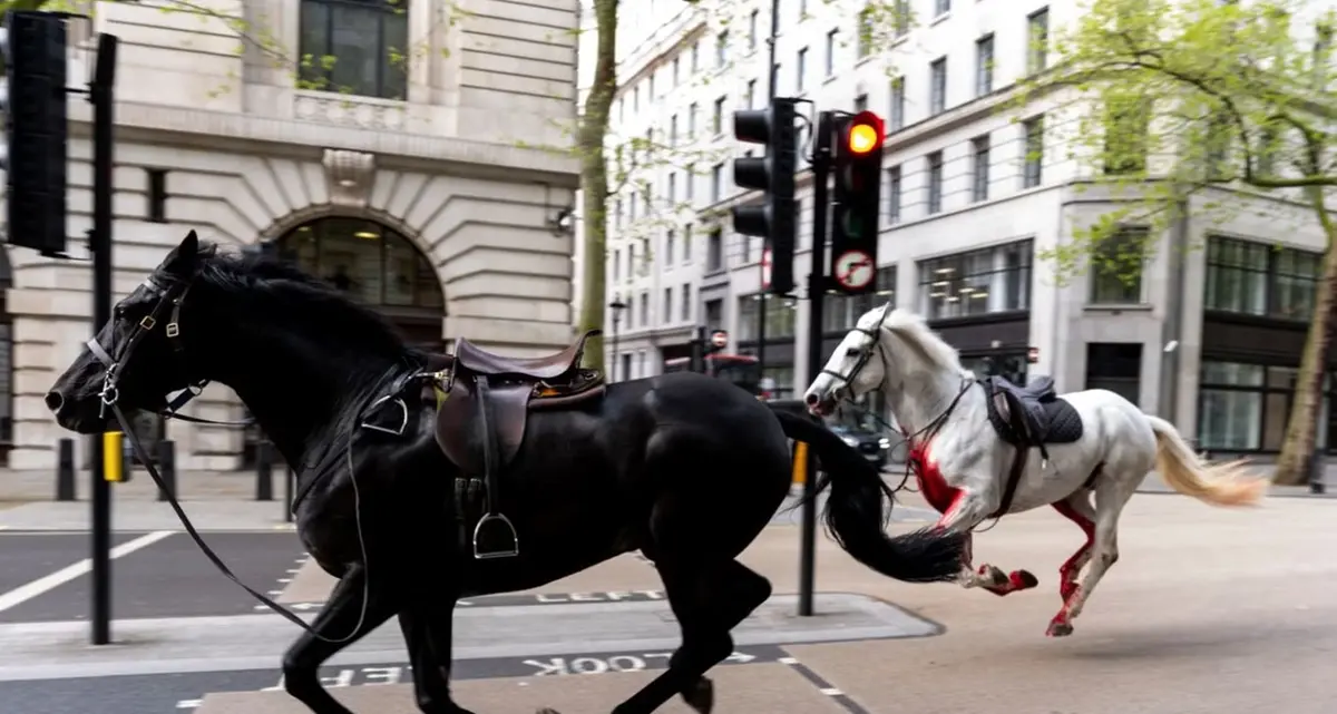 Cavalli della casa reale in fuga nel centro di Londra, caos e panico nelle strade