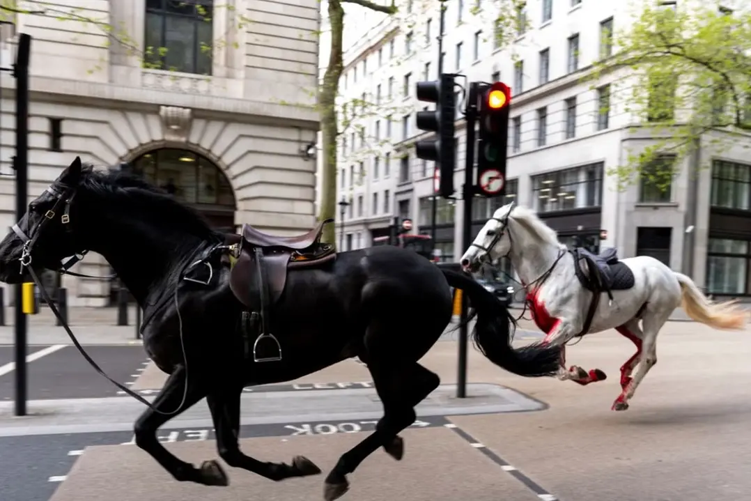 Cavalli della casa reale in fuga nel centro di Londra, caos e panico nelle strade