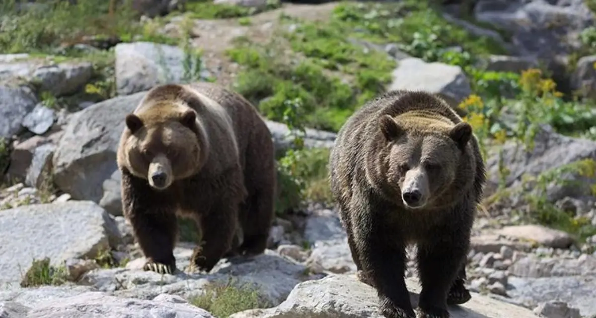 Il Trentino dichiara guerra agli orsi: «Almeno 70 da trasferire o abbattere»