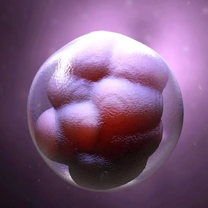 Usa, per la Corte Suprema dell'Alabama gli embrioni congelati sono esseri umani