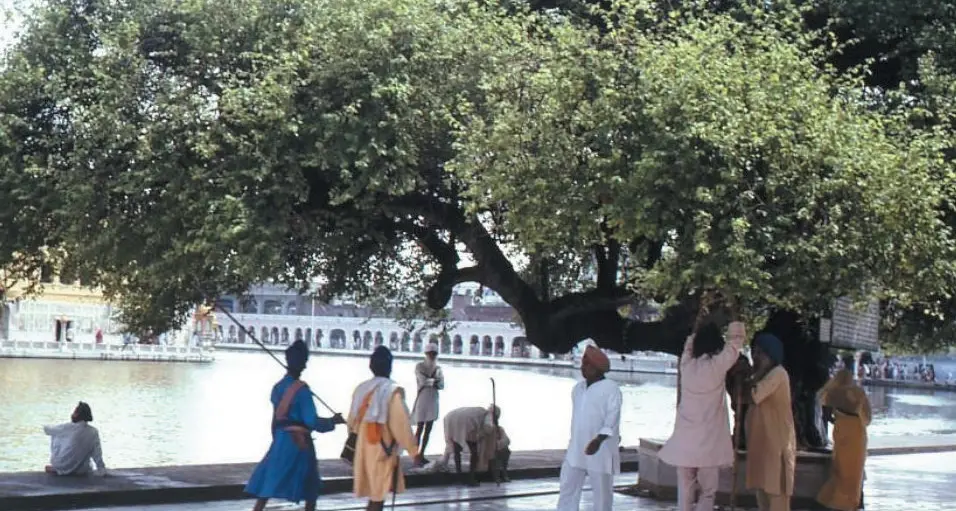 Nel Punjab per avere il porto d’armi devi piantare 10 alberi