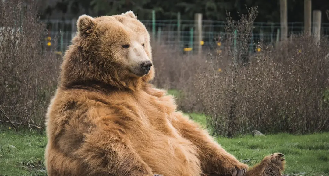 Orso lo azzanna mentre passeggia, salvato dal cane. Ora si rivolge a un avvocato