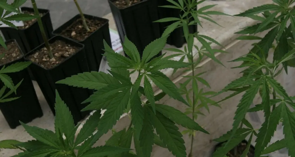 Cannabis light illegale: le motivazioni della Cassazione