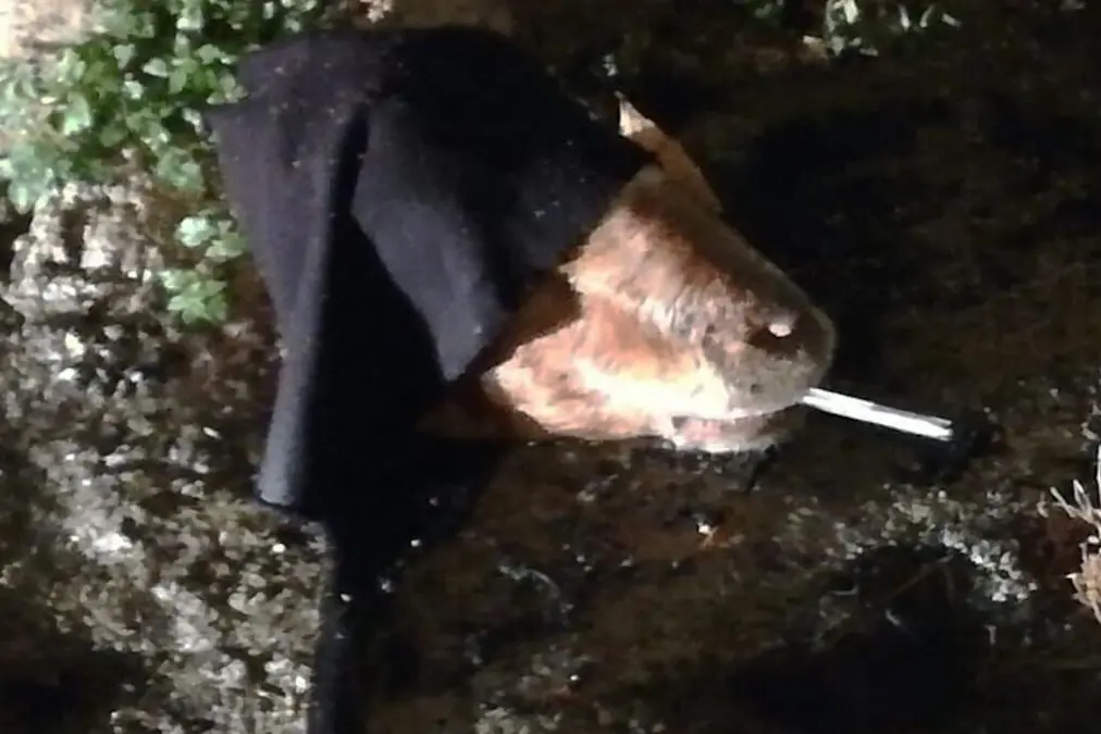 Testa di capra Camini foto Il Quotidiano del Sud