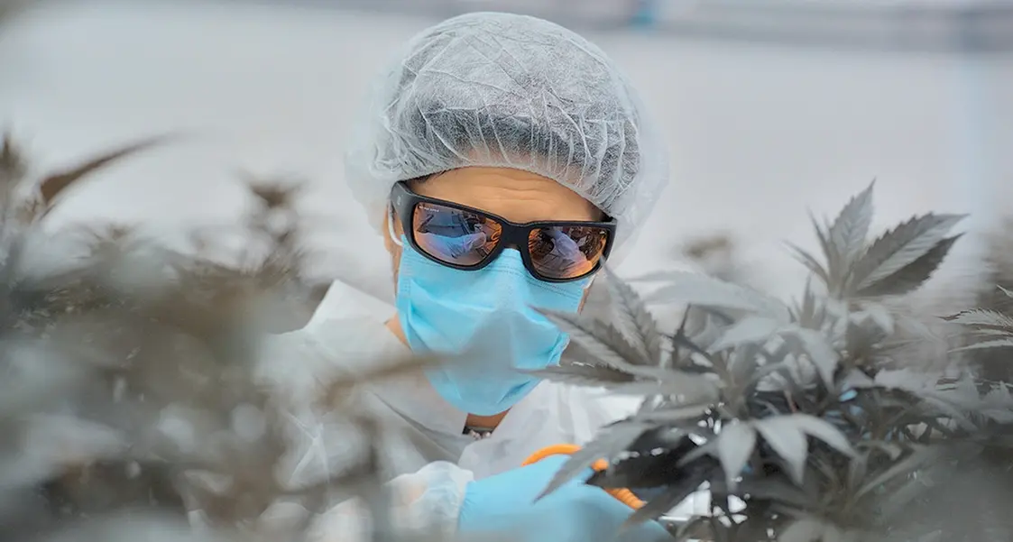 Cannabis terapeutica, divieto di spedizione e limiti alle farmacie
