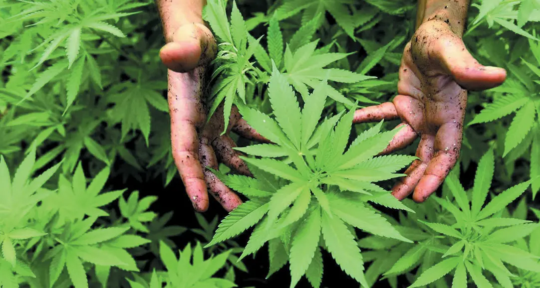 Cannabis light, una sentenza potrebbe mandare tutto in fumo