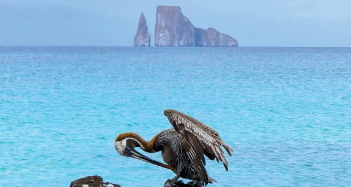 Ritorno alle Galapagos cuore della biodiversità