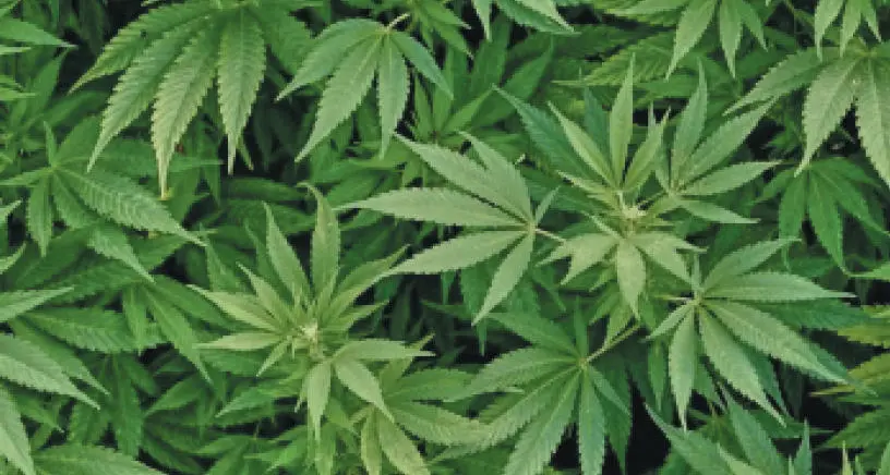 Usa, dove la marijuana è legale crollano le vittime per overdose