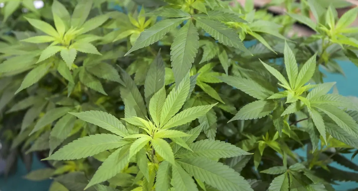 Cannabis light: l’art. 18 in esame alla Consulta per incostituzionalità